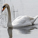 A swan at Burton wetlands2