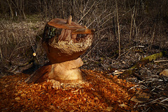 Biber-Kunstwerk ... Art of Beaver (PiP)