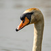 A swan close up3