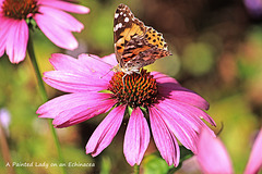 Painted Lady on an Echinacea EB 24 8 2019