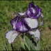 Iris Rare Edition