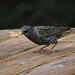 Starling ...with a snack