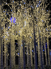 Denver Botanical Garden Christmas Lights