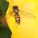 IMG 4179Hoverfly