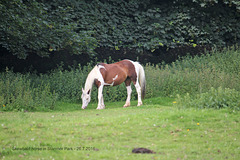 Skewbald horse Stanmer Park 26 7 2016