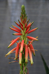 Candelabra Aloe