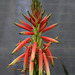 Candelabra Aloe