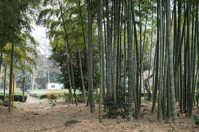 Bamboo grove by the tea field