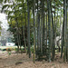 Bamboo grove by the tea field