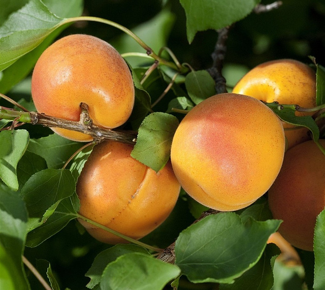 Abricots de la Drôme...
