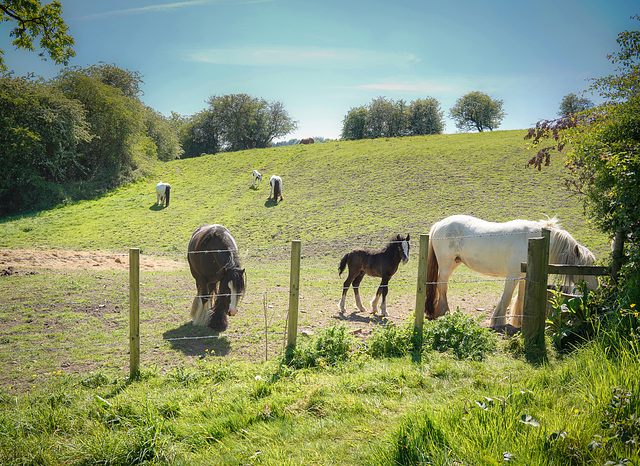 A 'Happy fence Friday' and 'Good wishes' to all.. from Dj.. the 'Pip's show the youngsters in large crop.