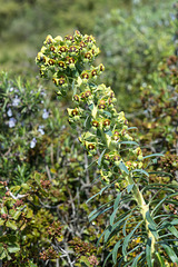 Euphorbia characias - 2015-04-20--D4_DSC0216