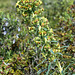 Euphorbia characias - 2015-04-20--D4_DSC0216