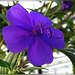 paarse bloem