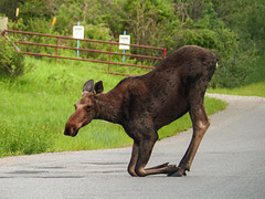 Moose kneeling to lick salt from the road