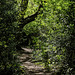 Green woodland path