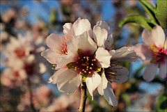 Prunus dulcis, Amêndoeira, Penedos