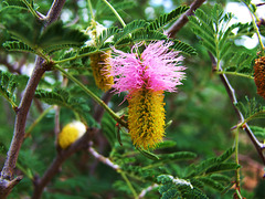 Blüte vom Farbkätzchenbaum