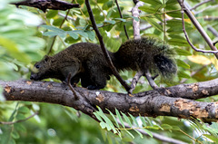 Taiwanisches Eichhörnchen (2 * PiP)