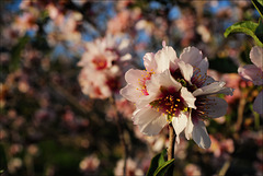 Prunus dulcis, Amêndoeira, Penedos