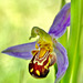 Bienen-Ragwurz - Bee orchid - Ophrys apifera