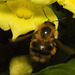 EF7A5502 Bumblebeev2