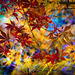 Flaming Maple Leaves