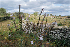 Asphodelus ramosus, Abrótea-de-primavera, gamão, Penedos