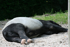 Tapir träumt - 2007 (Wilhelma)