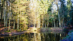 A small pond in the middle of the forest