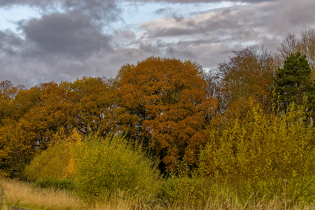 Autumn colour (1)