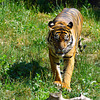 Sumatra-Tiger (PiP)