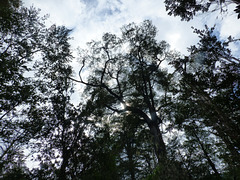 Bosque del sur chileno