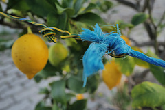 Penedos, Blue rope on lemon tree