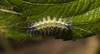 IMG 8176 Caterpillarv2