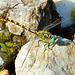 Small Pincertail (Onychogomphus forcipatus) 5