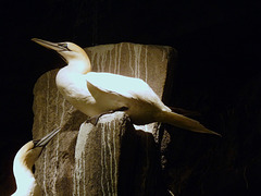 Gannets- Exhibit at the North Cape Visitor Centre