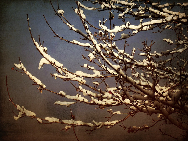 Maple in winter