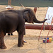 Chiang Mai- Elephant Camp