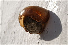 Snail in regeneration