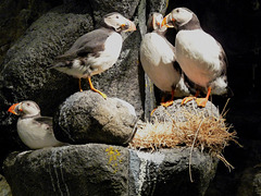 Puffins- Exhibit at  the North Cape Visitor Centre