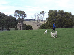 Jennifer and the lambs