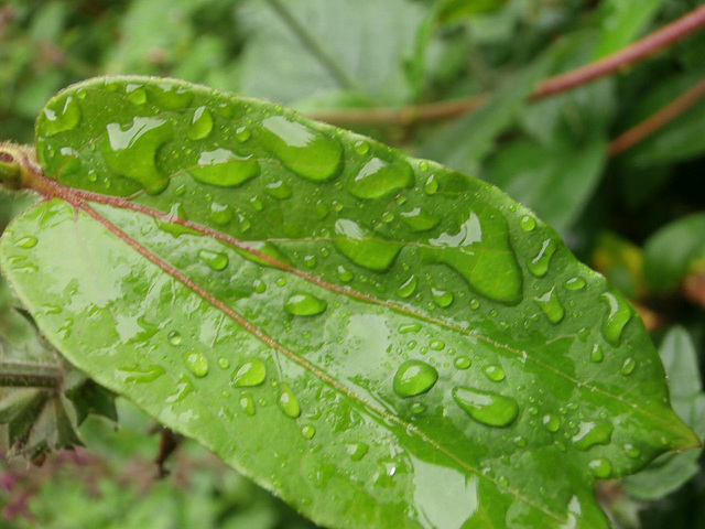 A wet leaf