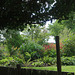 Under the pleached field maple hedge