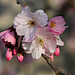 Japanische Zierkirschenblüten