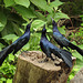 Day 6, Great-tailed Grackles, competing