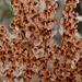 Rumex thyrsoides, Caryophyllales