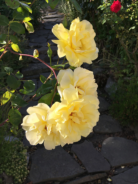 Roses jaunes pour Hélène