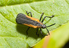 IMG 8184 Beetle