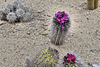 Eriosyce subgibbosa – Desert Botanical Garden, Papago Park, Phoenix, Arizona